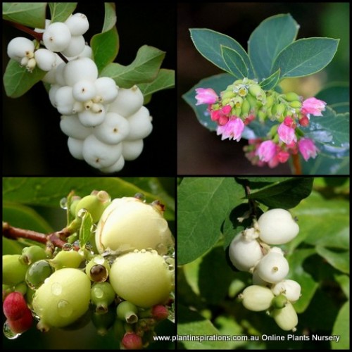 White Snowberry Mothball Bush x 1 Plants Pink White flowering Symphoricarpos albus Shrubs Deciduous Cottage garden flowers Common